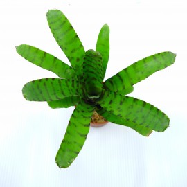 Neoregelia tigrina - Plante épiphyte idéale pour Terrarium à Dendrobates