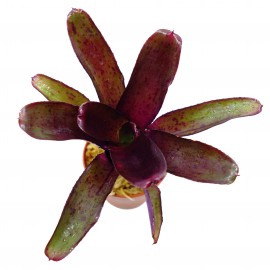 Neoregelia rubrifolia - Plante épiphyte idéale pour Terrarium à Dendrobates
