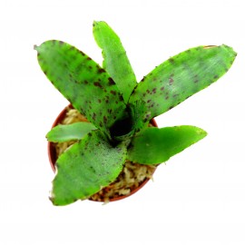 Neoregelia akeso - Plante épiphyte idéale pour Terrarium à Dendrobates