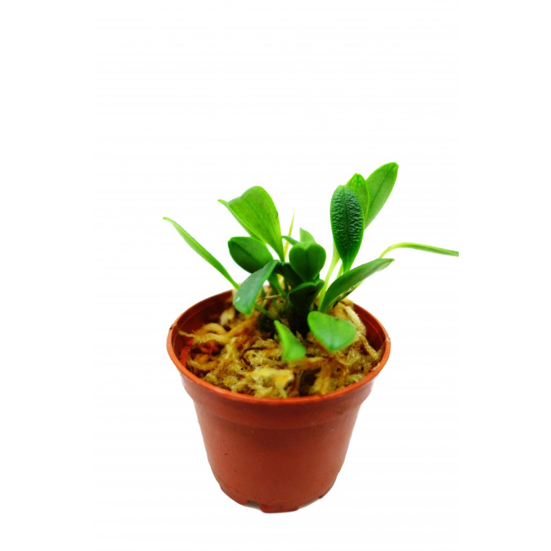 Porroglossum schramii - Orchidée épiphyte miniature