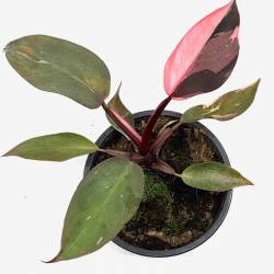 Philodendron Pink Princess - Plante rare de décoration d'intérieur