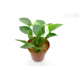 Pleurothallis niveoglobula
