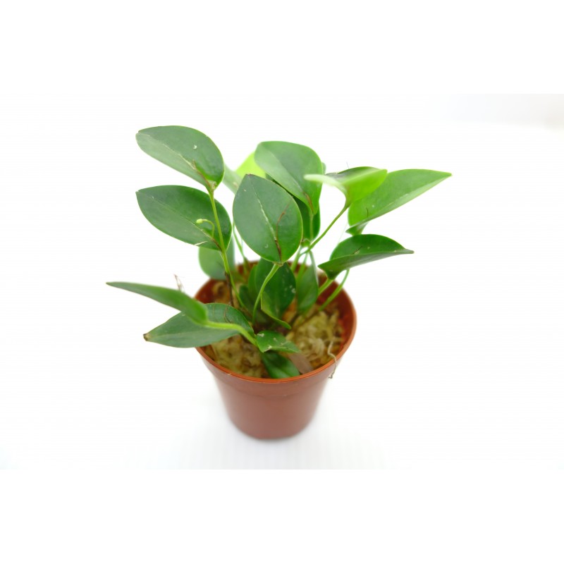 Pleurothallis niveoglobula Pleurothallis niveoglobula