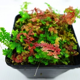 Selaginella uncinata - Certaines frondes peuvent devenir bordeaux
