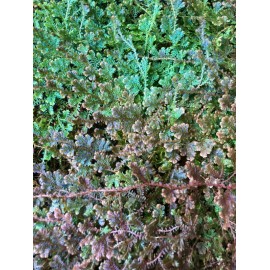 Selaginella uncinata - Fougère Tropicale à Frondes Colorées