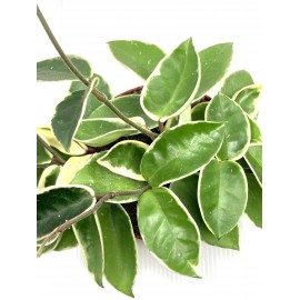 Hoya carnosa albomarginata