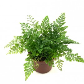 Davallia - Humata tyermanii...