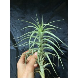 Tillandsia bergeri - Grand...