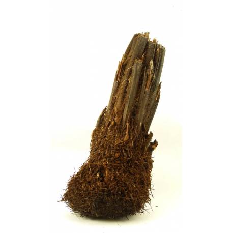 Tronc de xaxim - Support idéal pour cultiver des plantes épiphytes Tronc de xaxim - Support idéal pour cultiver des plantes épiphytes