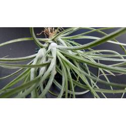 Tillandsia rectifolia