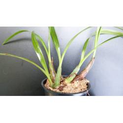 Maxillaria Schunkeana