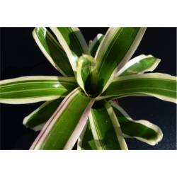 Neoregelia Schultessiana variegata