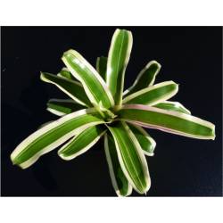 Neoregelia Schultessiana variegata
