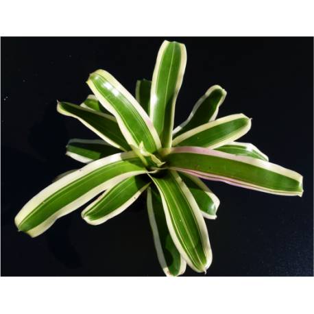 Neoregelia Schultessiana variegata Neoregelia Schultessiana variegata