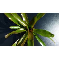 Neoregelia Schultessiana