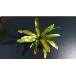 Neoregelia Schultessiana