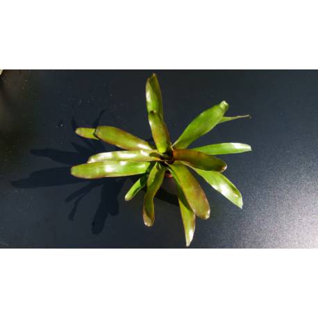Neoregelia Schultessiana Neoregelia Schultessiana