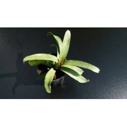Neoregelia Lilliputiana - Plante individuelle