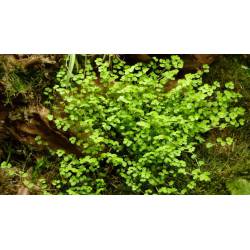 Soleirolia soleirolii - Helxine - Plante rampante