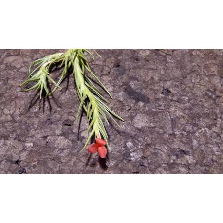 Tillandsia albertiana