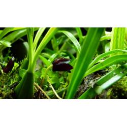 Maxillaria Schunkeana