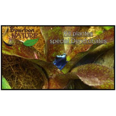 Kit Dendrobates N°2 : Substrat + Décor + Plantes terrarium