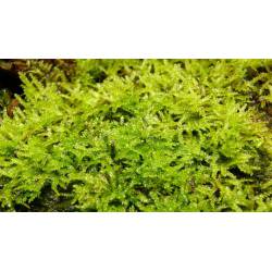 Mousse de Java - Vesicularia dubyana mousse tropicale décorative pour terrarium, paludarium, aquarium