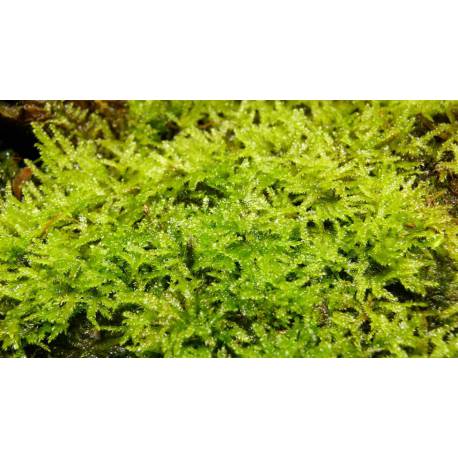 Mousse de Java - Vesicularia dubyana mousse tropicale décorative pour terrarium, paludarium, aquarium Mousse de Java - Vesicularia dubyana mousse tropicale décorative pour terrarium, paludarium, aquarium