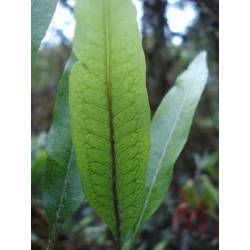 Microgramma squamulosa fougère rare rampante - rare fern
