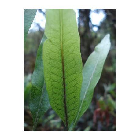 Microgramma squamulosa fougère rare rampante - rare fern Microgramma squamulosa fougère rare rampante - rare fern