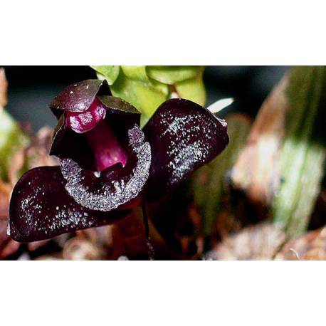 Maxillaria Schunkeana Maxillaria Schunkeana