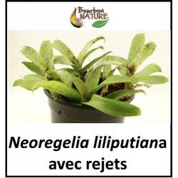 Neoregelia Liliputiana - Plante avec rejets