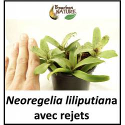 Neoregelia Liliputiana - Plante avec rejets