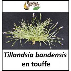 Tillandsia bandensis