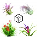  Tillandsia