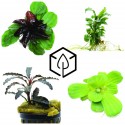 Plante aquatique  - Plante de paludarium et Mousse tropicale