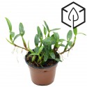 Maxillaria