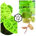 Plantes Rares (Philodendron, Marcgravia, Vanille...)